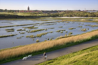 Female cyclist riding her bike with two dogs along wetland with view over Westkapelle with its 15th century lighthouse