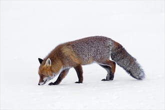 Hunting red fox
