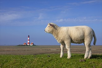 Lighthouse Westerheversand and sheep on salt marsh at Westerhever