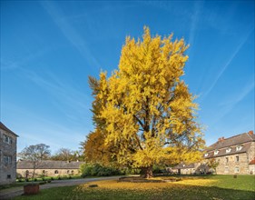 Huge Gingko tree in the courtyard of Goseck Castle in the Saale Valley in autumn