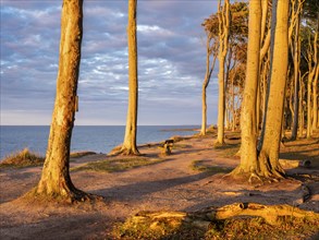 The ghost forest of Nienhagen on the coast of the Baltic Sea in the last evening light