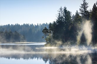 Pines and spruces line the shore of the mirror-smooth Etang de la Gruere moorland lake covered in mist in the canton of Jura