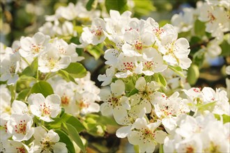 Close-up of pear tree blossoms in spring