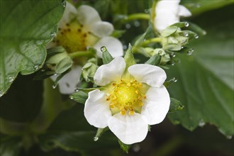 Strawberry Blossom with Water Drops