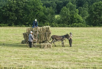 Haymaking with donkey carts