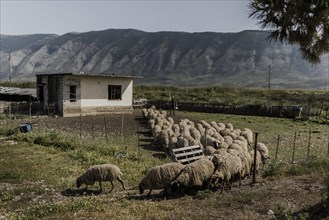 A flock of sheep photographed in the Albanian village of Orikum