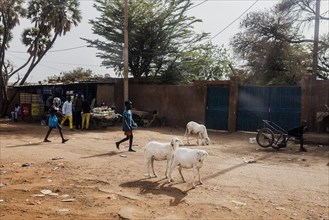 Goats and people walking along a road