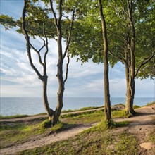 Beech forest on the coast of the Baltic Sea