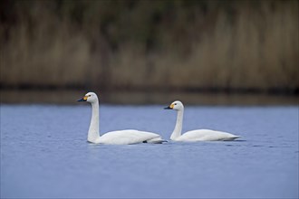 Two tundra swans