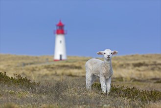 Sheep lamb in front of red and white List-West lighthouse in the dunes on the island Sylt