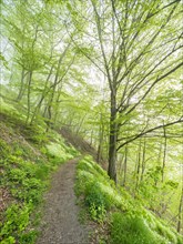 Hiking trail through green forest with morning mist in spring