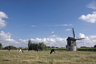 Cows grazing in meadow and the Preetjes molen