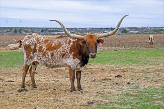 Texas Longhorn cows in field
