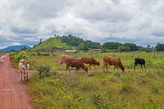 Small farm house with cows on the savanna along the Linden-Lethem dirt road linking Lethem and Georgetown in the rainy season