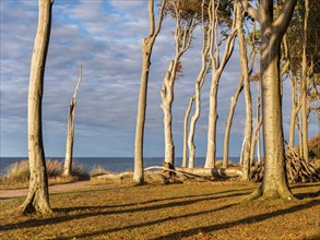 The Ghost Forest of Nienhagen on the Baltic Sea coast