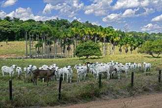 Zebu cattle in field in the upper Amazon River basin at Rondonia