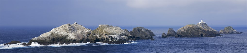 Gannetry on sea stacks and the Muckle Flugga lighthouse