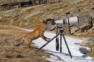 Curious Red fox