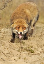 Snarling Red fox