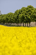 Avenue trees behind a rape field