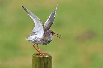 Common Redshank