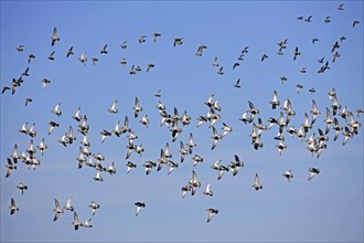 European golden plovers