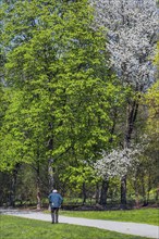 Pensioner walking in springtime Luitpoldpark