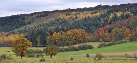 Field with cows and mixed forest with pines and broadleaf trees in autumn colours
