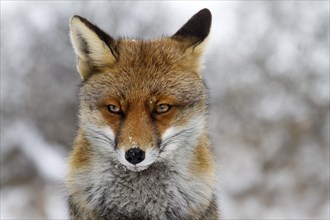 Close up of Red fox