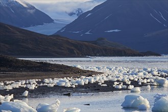 Chunks of ice washed ashore on beach at Svalbard