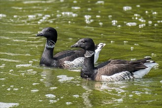 Black brant goose pair