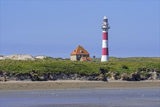 Lighthouse in dunes and seabirds