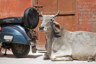 Sacred cow and motorcycle at Agra