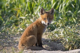 Young red fox