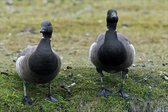 Two Brent geese