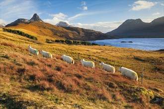 Sheep standing in a row amidst the wintry Highlands with mountains and Loch Bad a' Ghaill in the background