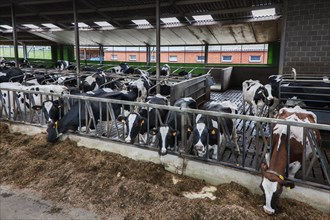 Cows with heads sticking through steel bars eating fodder in cowshed