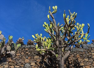 Succulents in the Jardin de Cactus