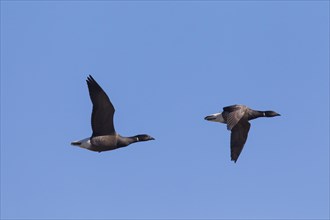 Two brant geese