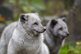 Two Arctic foxes