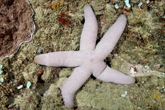 Catalas Starfish