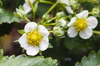 Strawberry blossoms with water drops