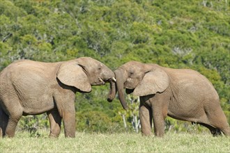 African bush elephants