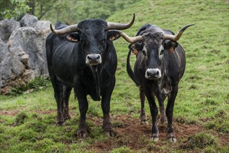 Tudanca bull and cow