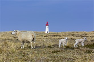 Sheep with two lambs in front of red and white List-West lighthouse in the dunes on the island Sylt