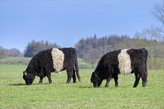 Two Belted Galloways