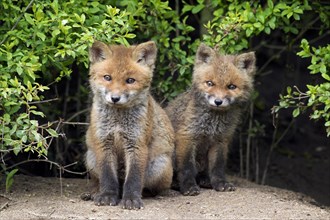 Two cute young red foxes