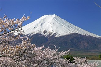 Mount Fuji and cherry blossoms Fujiyoshida city Yamanashi Japan