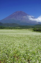 Mount Fuji and buckwheat field Shizuoka Japan
