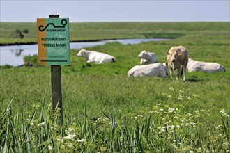 Cows in meadow and sign at the nature reserve Yerseke Moer at Zuid-Beveland in Zeeland